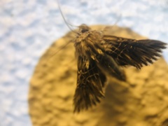 Omphalophana serrata