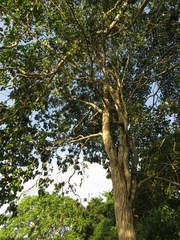 Platymiscium pinnatum