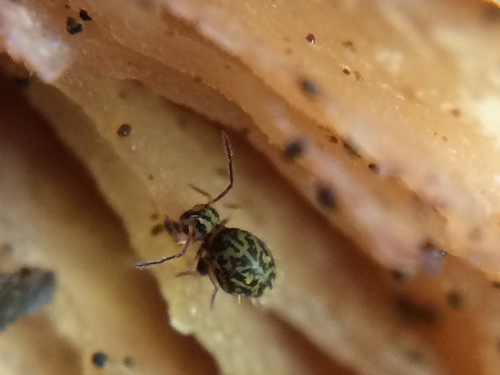 Ptenothrix maculosa