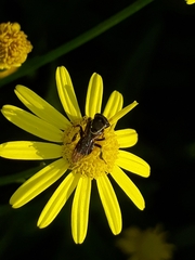Paratrigona