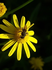 Paratrigona