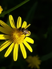 Paratrigona