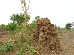 Vachellia sieberiana