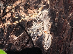 Reticulitermes lucifugus