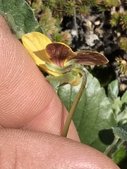 Viola purpurea quercetorum