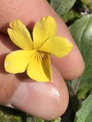 Viola purpurea quercetorum