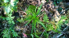 Dichanthelium laxiflorum