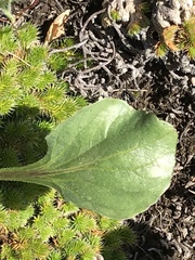 Viola purpurea quercetorum