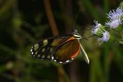Pteronymia picta notilla