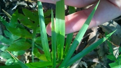 Dichanthelium laxiflorum