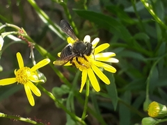 Anthophila