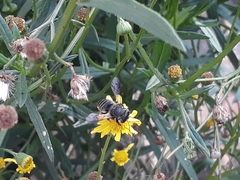 Anthophila