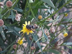 Anthophila
