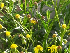 Anthophila