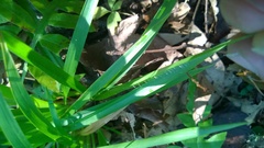 Dichanthelium laxiflorum