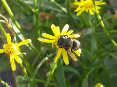 Anthophila