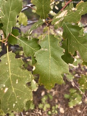 Quercus × morehus