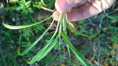 Dichanthelium laxiflorum