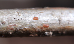 Parthenolecanium quercifex