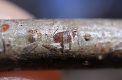 Parthenolecanium quercifex