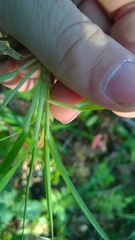 Dichanthelium laxiflorum