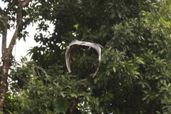 Pteropus conspicillatus