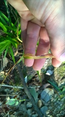 Dichanthelium laxiflorum