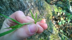 Dichanthelium laxiflorum