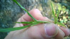 Dichanthelium laxiflorum