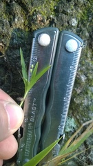 Dichanthelium laxiflorum