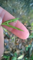Dichanthelium laxiflorum