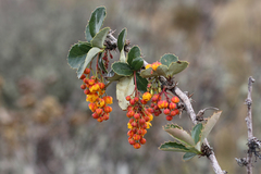 Berberis goudotii