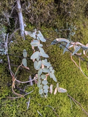 Pellaea atropurpurea