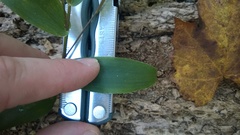 Dichanthelium commutatum