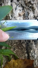 Dichanthelium commutatum