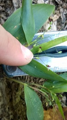 Dichanthelium commutatum