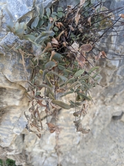 Pellaea atropurpurea