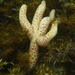 Pale Mosaic Sea Star - Photo (c) Nick Shaw, some rights reserved (CC BY-NC), uploaded by Nick Shaw