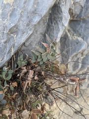 Pellaea atropurpurea