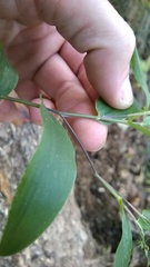 Dichanthelium commutatum