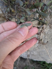 Pellaea atropurpurea
