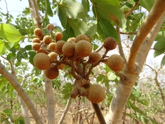 Detarium microcarpum