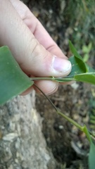 Dichanthelium commutatum