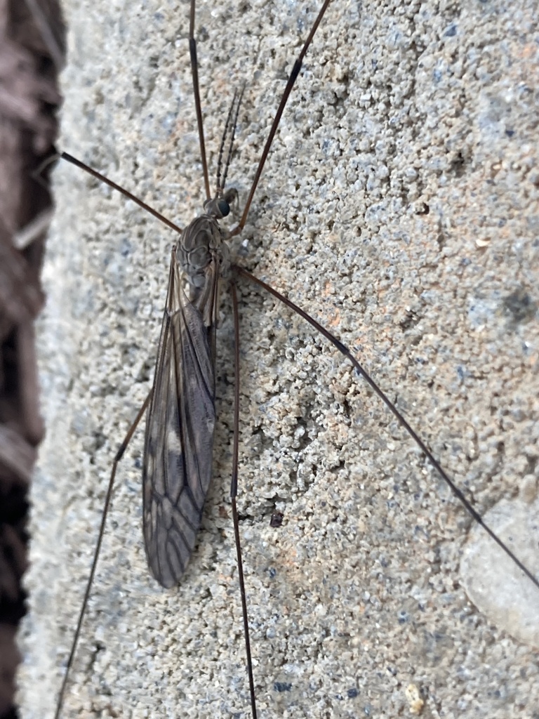Tipula caroliniana