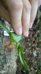 Dichanthelium commutatum