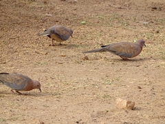 Streptopelia senegalensis