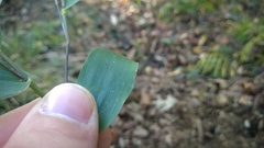 Dichanthelium commutatum