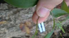 Dichanthelium commutatum