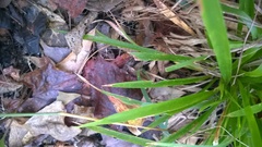 Dichanthelium laxiflorum
