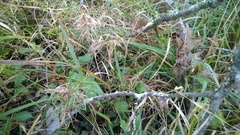 Dichanthelium dichotomum